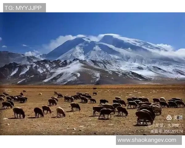 羊群中的足球明星传奇与他们的精彩瞬间分享 羊群中的足球明星传奇与他们的精彩瞬间分享